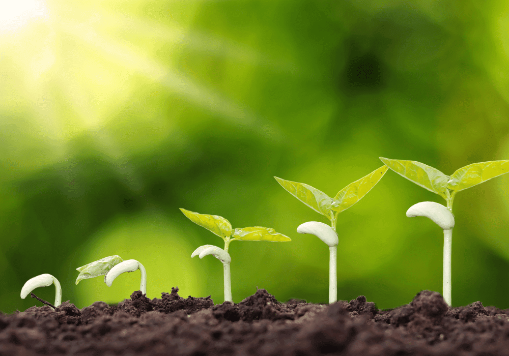 A small garden plant showing gradual progression of boundaries setting skills